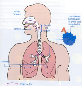 respiration-poumons